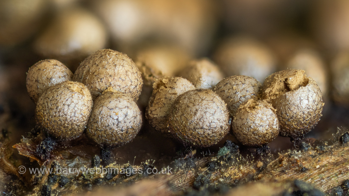 Photo © Barry Webb Cribraria argillacea by Barry Webb